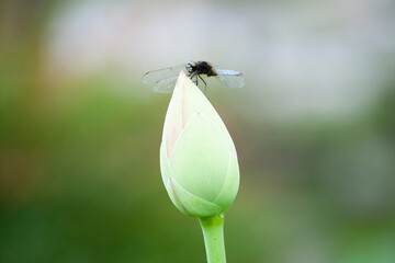 蓮の蕾にトンボ