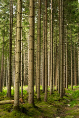 Fototapeta na wymiar Boras, Sweden A magical pine forest and forest floor.