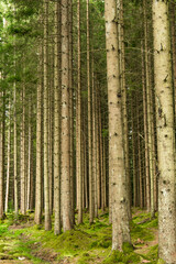 Naklejka premium Boras, Sweden A magical pine forest and forest floor.