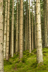 Boras, Sweden A magical pine forest and forest floor.