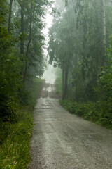 Fototapeta na wymiar Boras, Sweden A dirt road through the woods in a rain storm.