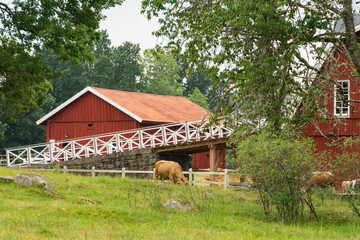 Hofsnas, Sweden Cows in a pasture and large barn.
