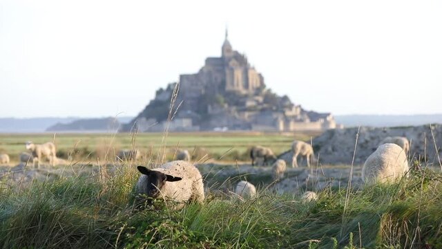 World heritage, Mont Saint Michel and flock of sheep 