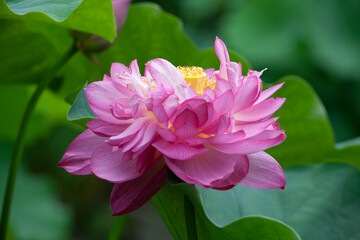 蓮　日本　仏教　禅　ロータス