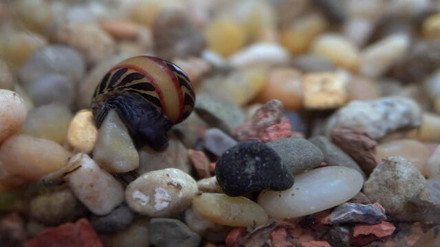 Red Racer Nerite Snail (Vittina waigiensis) climbs over gravel.