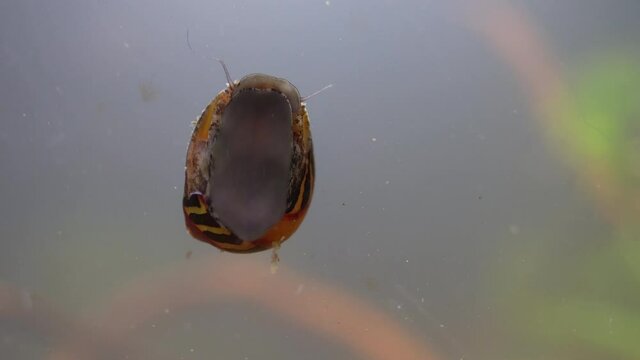 Nerite Snail (Vittina waigiensis) shows underside as it crawls on aquarium glass.