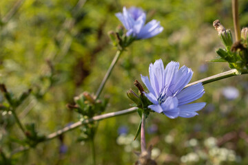 Obraz premium wildflowers