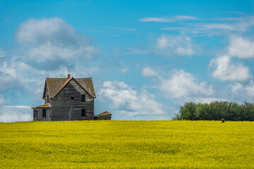 Abandoned house outside Assiniboia, SK with a blooming canola crop in the foreground
