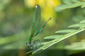 Beautiful demoiselle