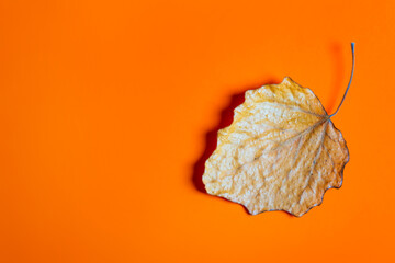 Autumnal Leaf closeup