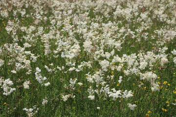 Meadowsweet wildflower. Olmaria prativa white flowers on summer in the meadow