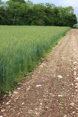 Fototapeta na wymiar Green wheat plants growing in the field. Wheat cutlivation in northern Italy 