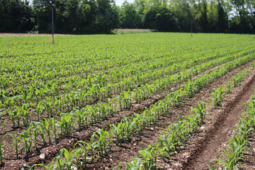 Fototapeta na wymiar Green corn plants growing in row in the field on early summer in the italian countryside