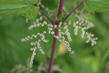 Close-up of Urtica dioica, plant. Common or stinging nettle with flowers on springitme in the meadow