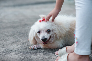 Close-up of a dog looking at camera. The hand of the child who owned the dog was stroking its head.