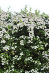 Pyracantha hedge with many small white blossoms on branches. Firethorn in bloom on summer