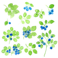 Set of watercolor bluberry elements, isolated on a white background