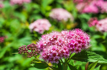 Fototapeta premium Branch of spiraea. Blooming spirea Japanese by pink flower in a summer garden.