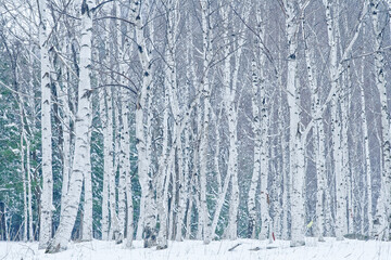 Fototapeta na wymiar 자작나무숲 겨울 풍경 birch forest winter scenery