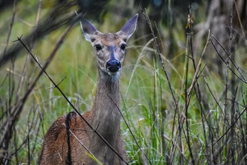 Young deer staring at the camera in the rain