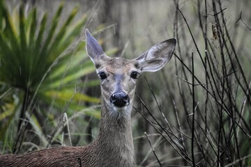 Young deer staring at the camera in the rain