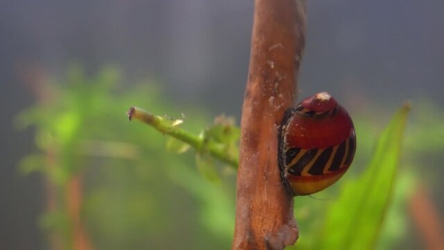 Red Racer Nerite Snail (Vittina waigiensis) crawls down submerged branch, with moving antennae.