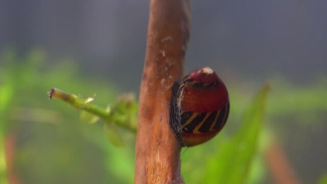 Nerite Snail (Vittina waigiensis) crawls on submerged branch.