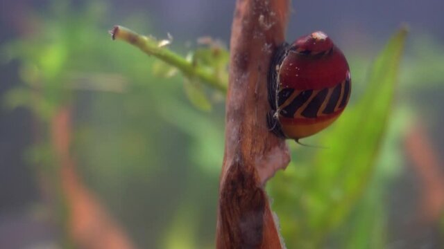 Red Racer Nerite Snail (Vittina waigiensis) climbs down submerged branch.