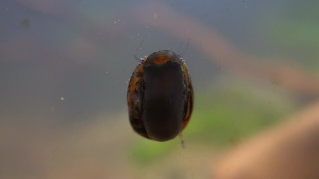 Red Racer Nerite Snail (Vittina waigiensis) crawls up aquarium glass showing its mouth.