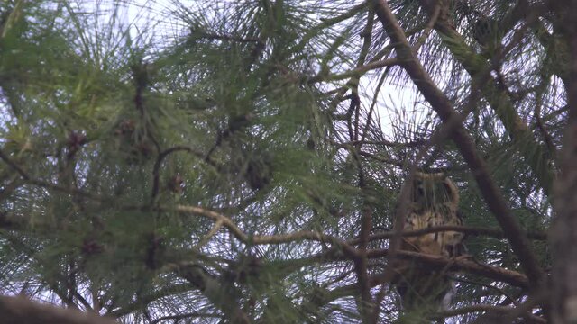 Low angle view of a striped owl staring at camera from high above on a tree on a very windy day