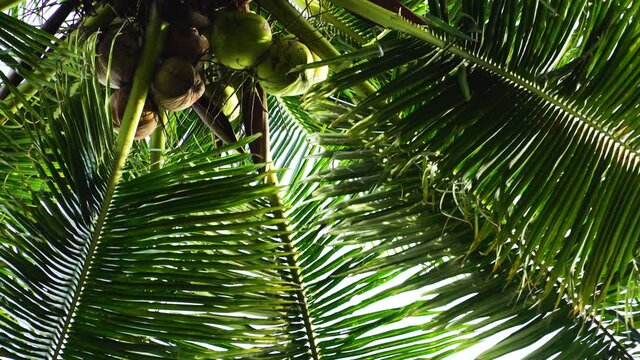 Gimbal tilt up shot of palm leaves, coconuts hanging from tree. Upward view