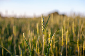 Fototapeta premium Close-up of green ears of wheat or rye at sunset in a field. Ears of wheat or rye growing in the field at sunset. A field of rye during the harvest period in an agricultural field.