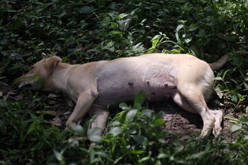 The dog is in the durian garden in the morning