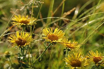 yellow flowers in the grass