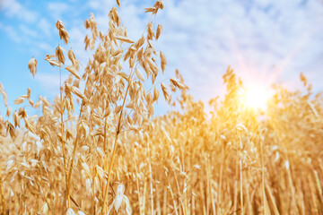 Ripe golden wheat ears in the field