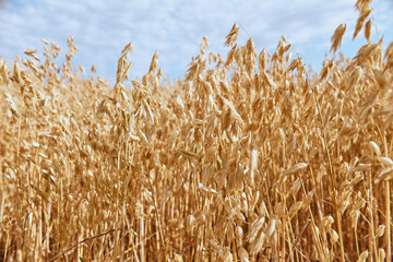Golden wheat stems growing in the field