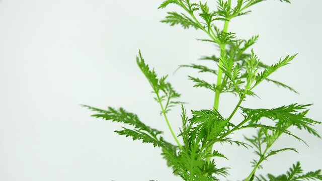 sweet annie, chinese medicinal herb fresh branch on a turn table