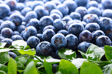Fresh picked blueberries closeup.