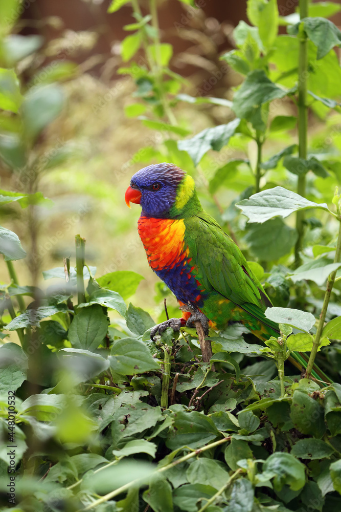 Sticker The rainbow lorikeet (Trichoglossus moluccanus) sitting in the green. Extremely colored parrot on a branch with a colorful background.