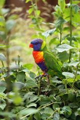 The rainbow lorikeet (Trichoglossus moluccanus) sitting in the green. Extremely colored parrot on a branch with a colorful background.
