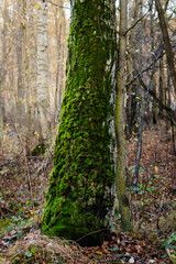 old tree overgrown with moss