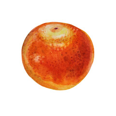 Fototapeta premium Watercolor citrus fruit orange tangerine isolated on white background. Hand-drawn food for winter or summer, christmas object for menu, sticker, wrapping, card, wallpaper, notebook