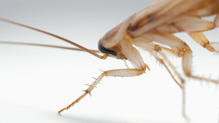 Close view of cockroach's head