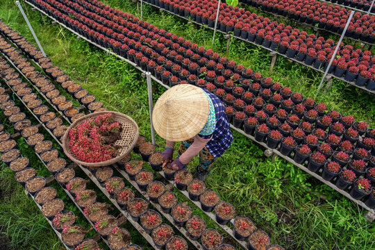 Top View Of Vietnamese Farmer Working With Red Flowers Garden In Sadec, Dong Thap Province, Vietnam,traditional And Culture Concept