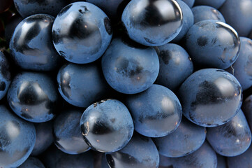 Grapes in white background