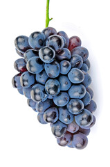 Grapes in white background