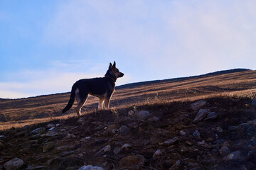 Dog German Shepherd outdoors in an autumn in yellow landscape with glass