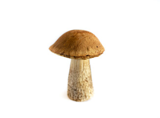 edible boletus mushroom, isolated on a white background, close-up