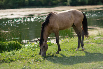 Beautiful brown wild horse standing near a pond.