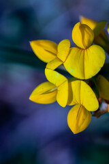 Lotus corniculatus flower in the field